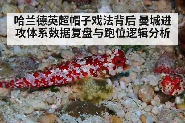 哈兰德英超帽子戏法背后 曼城进攻体系数据复盘与跑位逻辑分析